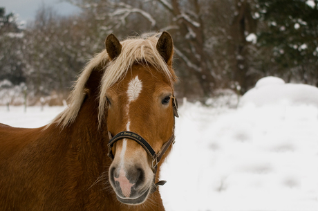 Paard in de sneeuw.