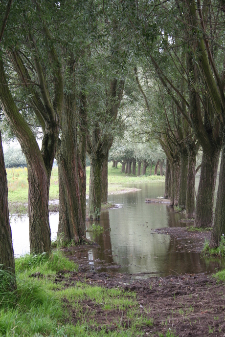 bomendoorkijkje