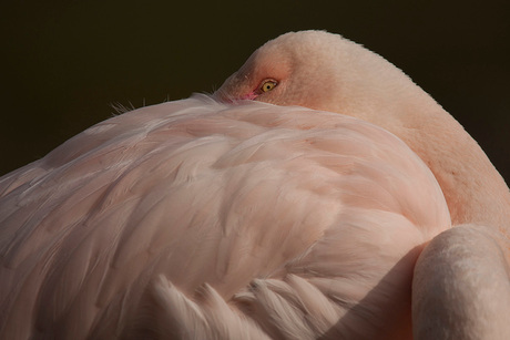 Roze Flamingo