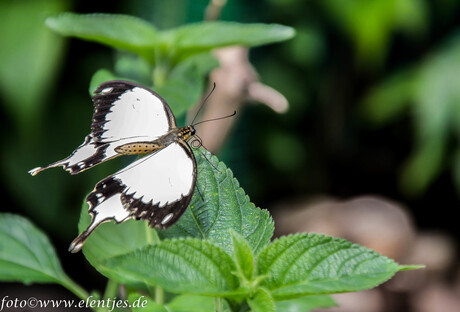 vlinder 4