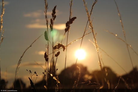 Zonsondergang in een graanveld