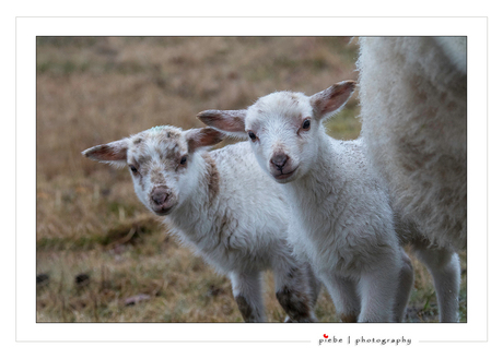 Is dat nou een fotograaf mama....