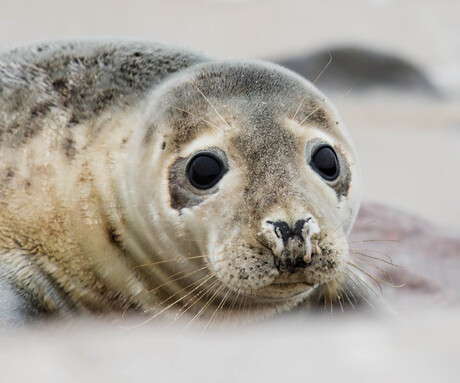 Jonge zeehond