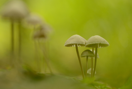 Mycena's in het groen