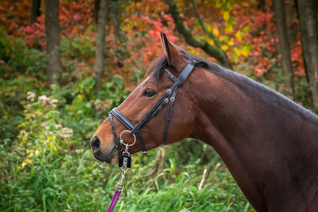 Paardenportret in herfstkleuren