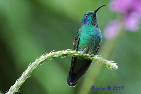 Groene violetoor kolibrie