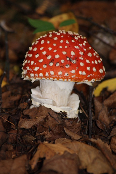 rood met witte stippen