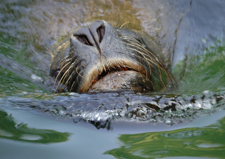 snorkelen