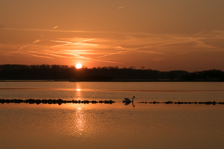 Zonsondergang met zwaan