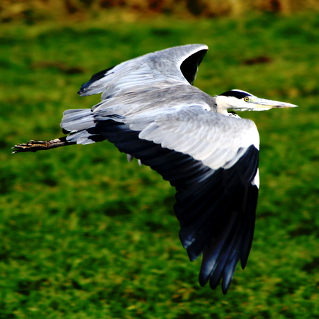 reiger