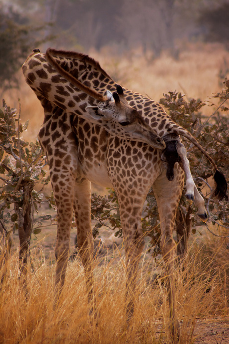 Bevallende Giraffe