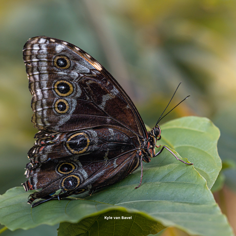 Eyes of nature