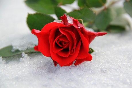 Rode roos, witte sneeuw
