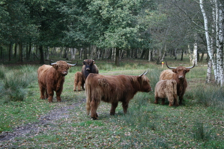 schotse hooglander