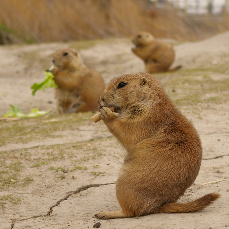 Prairiehondjes