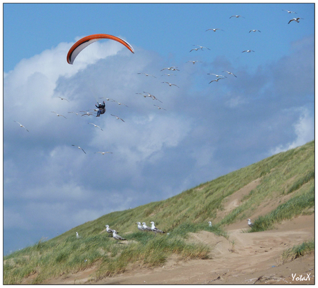 Vreemde vogel