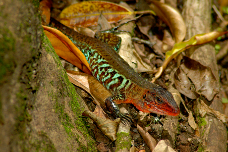 Hagedis uit Costa Rica