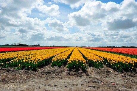 Texel bekent kleur