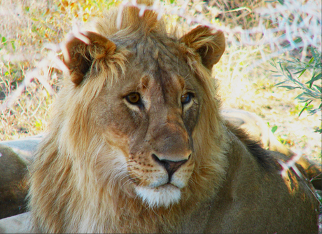 The Lion's wide awake today!