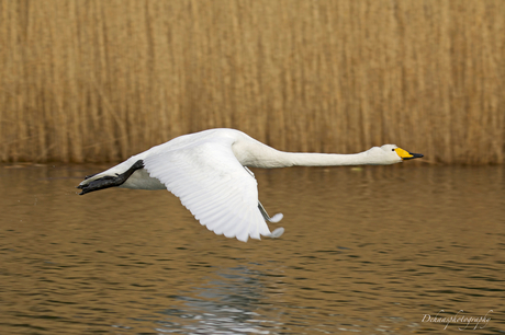 Wilde Zwaan in vlucht.