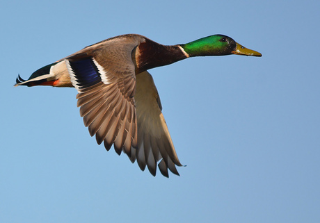 Flying Duck!