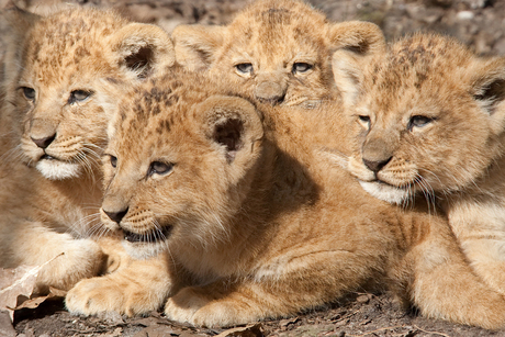 Welpen Burgers Zoo Arnhem