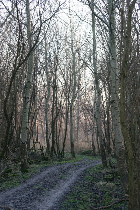 Bos oostvaardersplassen in januari 2006