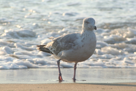 seagul