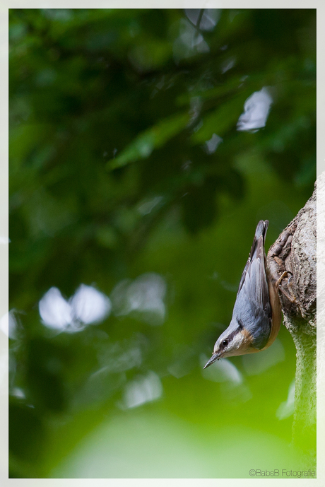 Nuthatch