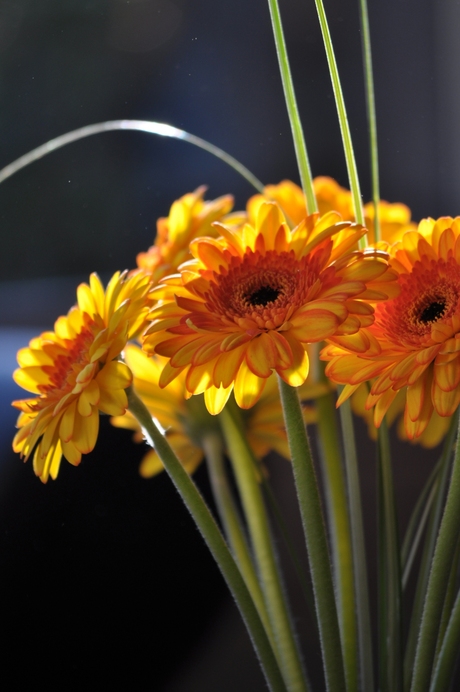 Gerbera II