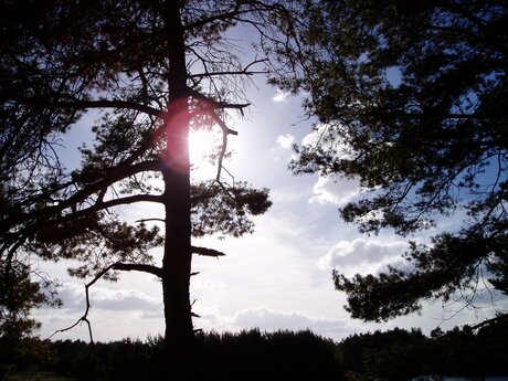 Bomen door licht