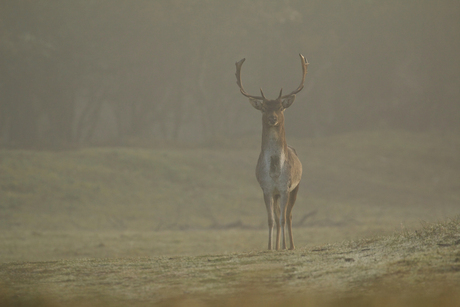 Mist bok