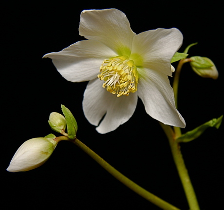 Helleborus