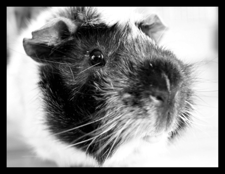 Cavia