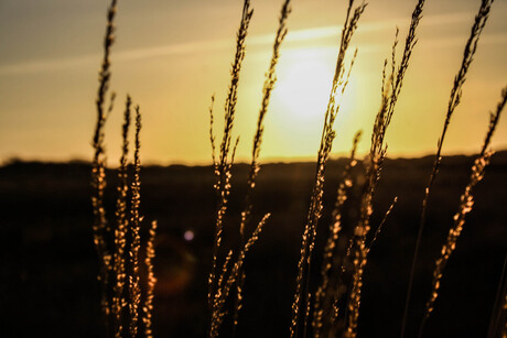 terschelling