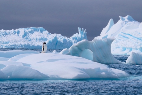 Pinguïn op ijsschots