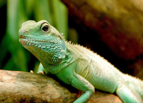 Green lizard