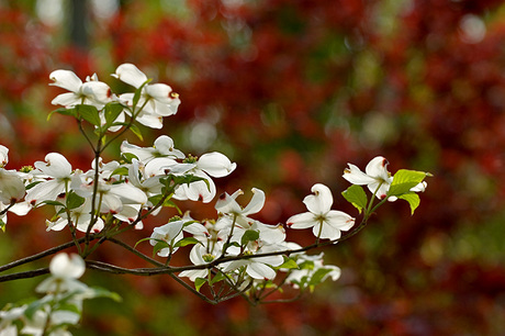 Blossom