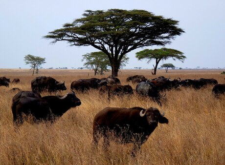 Buffels in Serengeti