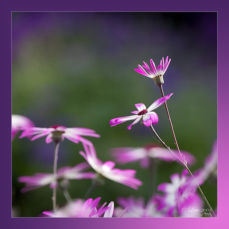 Pretty Pink