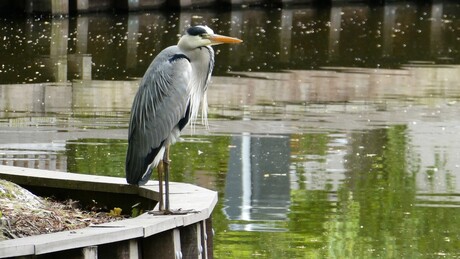 Reiger