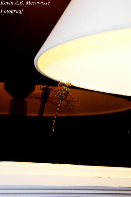 libelle op lamp