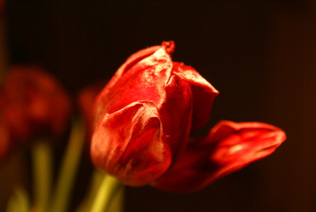 Tulp in haar nadagen