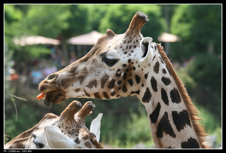 Giraffe met snack