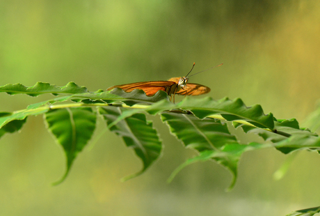 Vlinder in het zachte groen