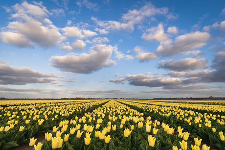 Gele Tulpen