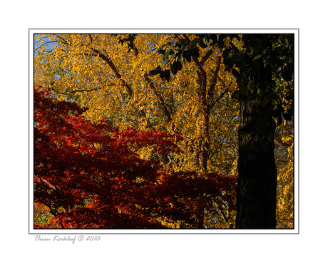 Herfstkleuren Veldhoven