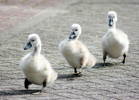 Jonge zwaantjes