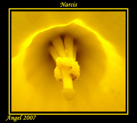 Narcis