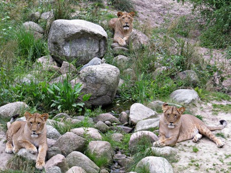 Leeuwen dierenpark Emmen